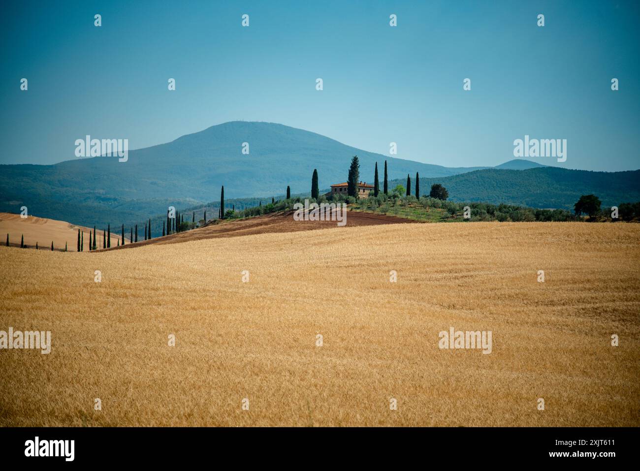 Una pittoresca casa colonica si trova in cima a una collina ondulata, circondata da un boschetto di cipressi. Il vivace fogliame verde contrasta con il frumento dorato Foto Stock