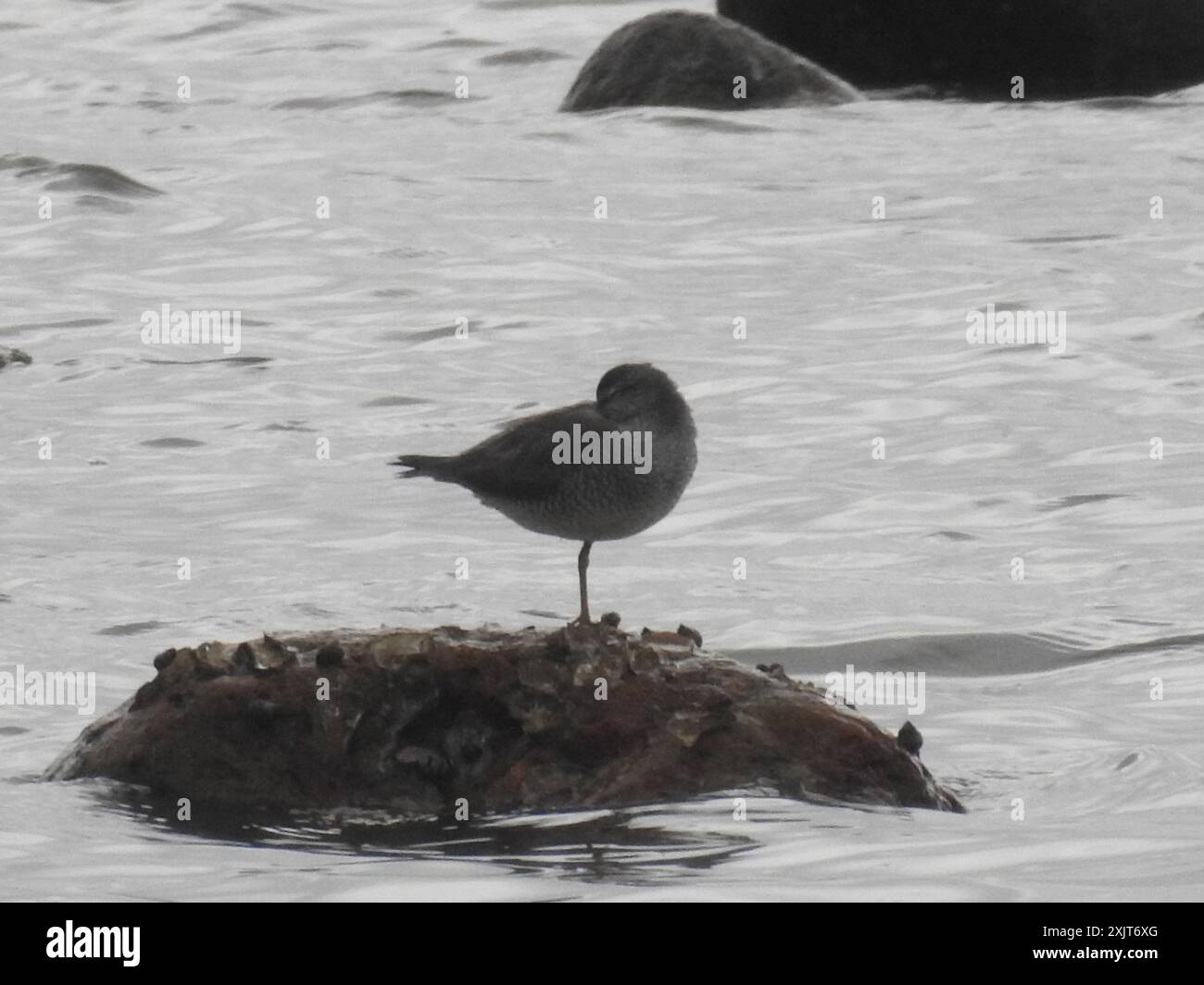 Aves Tattler (Tringa brevipes) dalla coda grigia Foto Stock