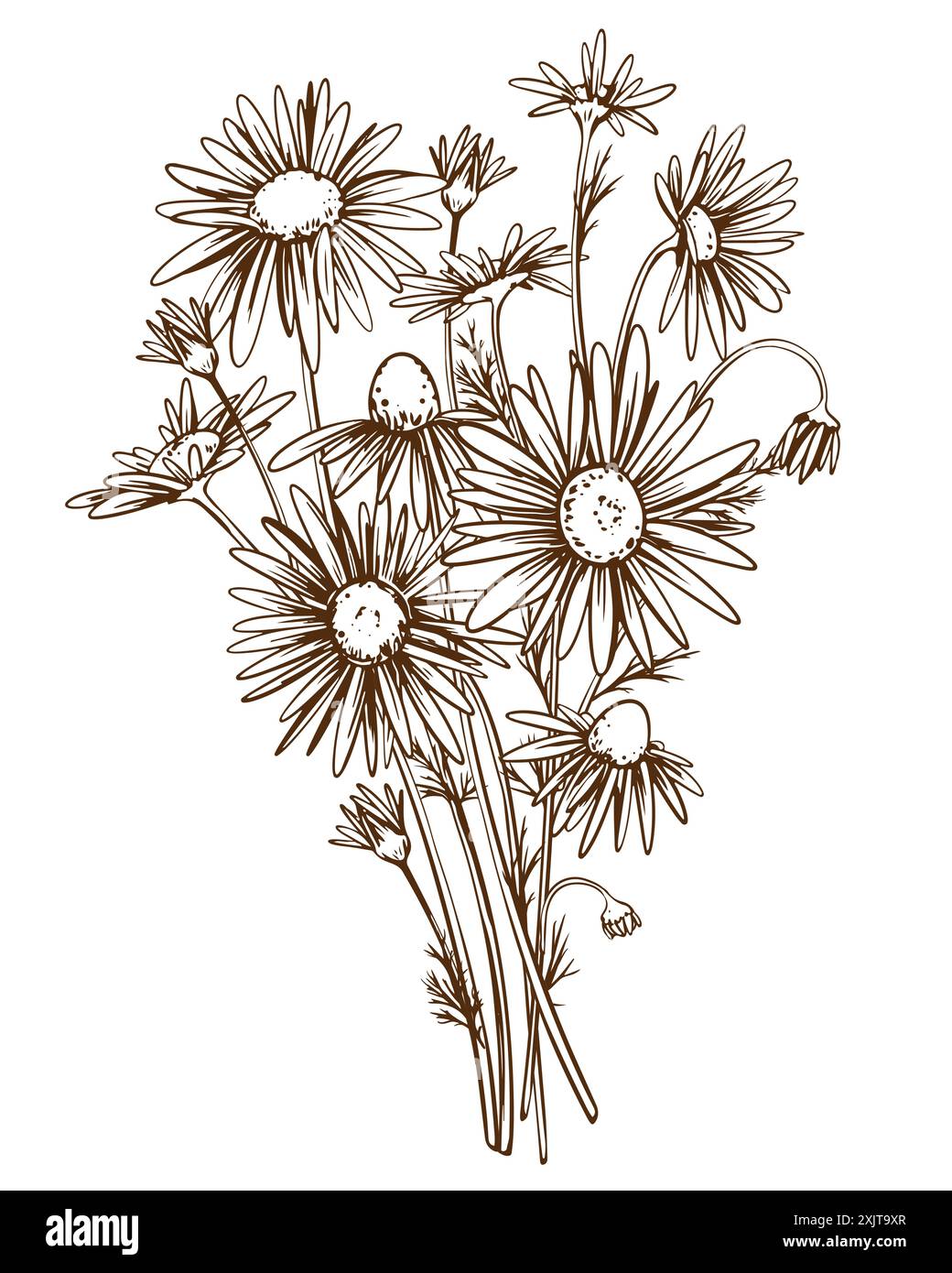 Camomilla disegnata a mano. Illustrazione vettoriale in stile incisione. Disegno lineare per la progettazione del tè alle erbe. Pianta medicinale nella tecnica dell'incisione Illustrazione Vettoriale