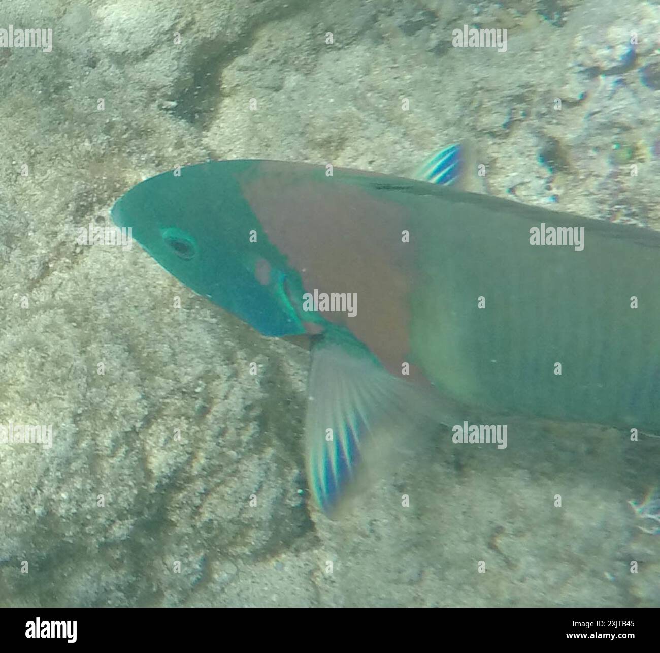 Sella Wrasse (Thalassoma duperrey) Actinopterygii Foto Stock