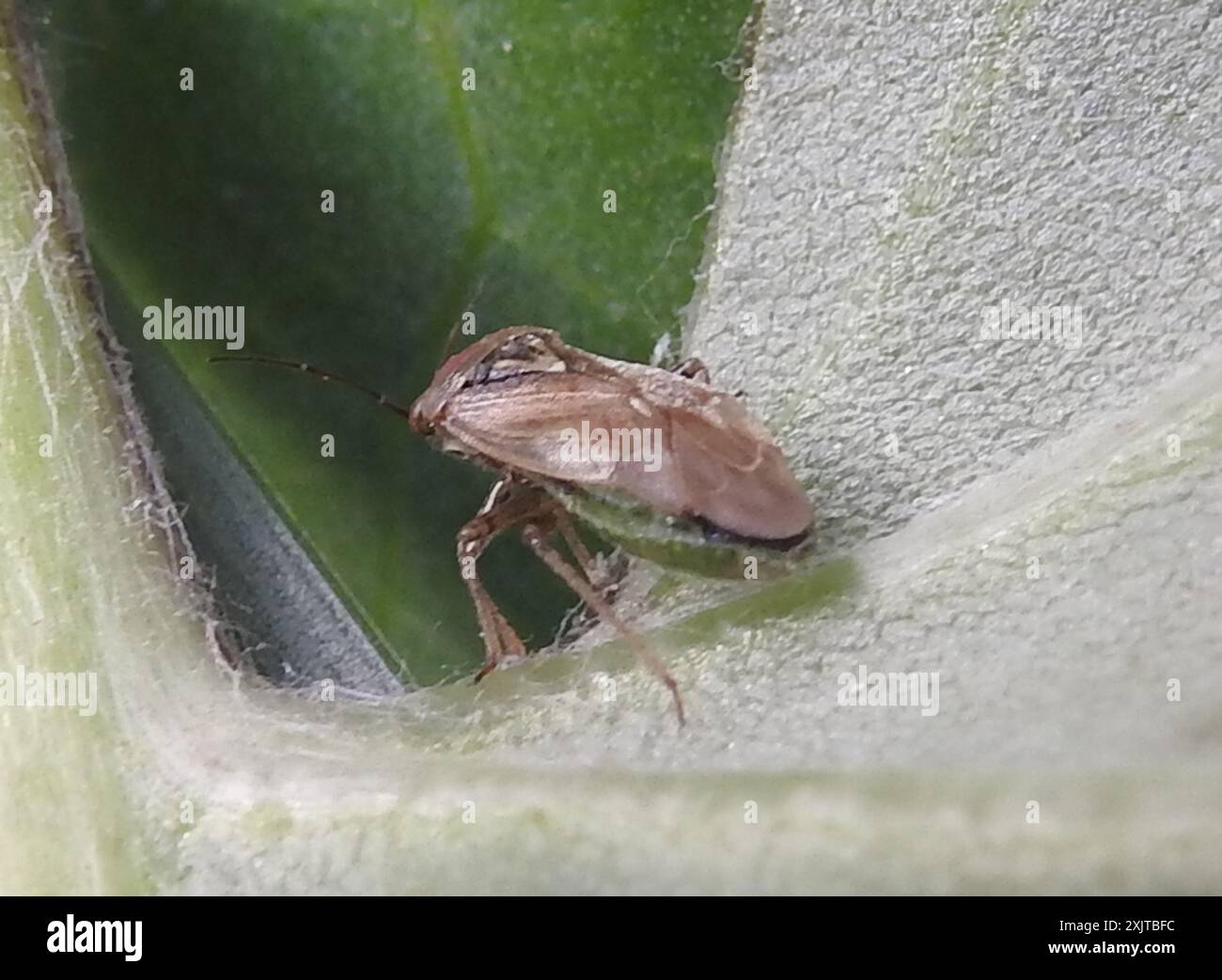 Insetto europeo (Lygus rugulipennis) Insecta Foto Stock