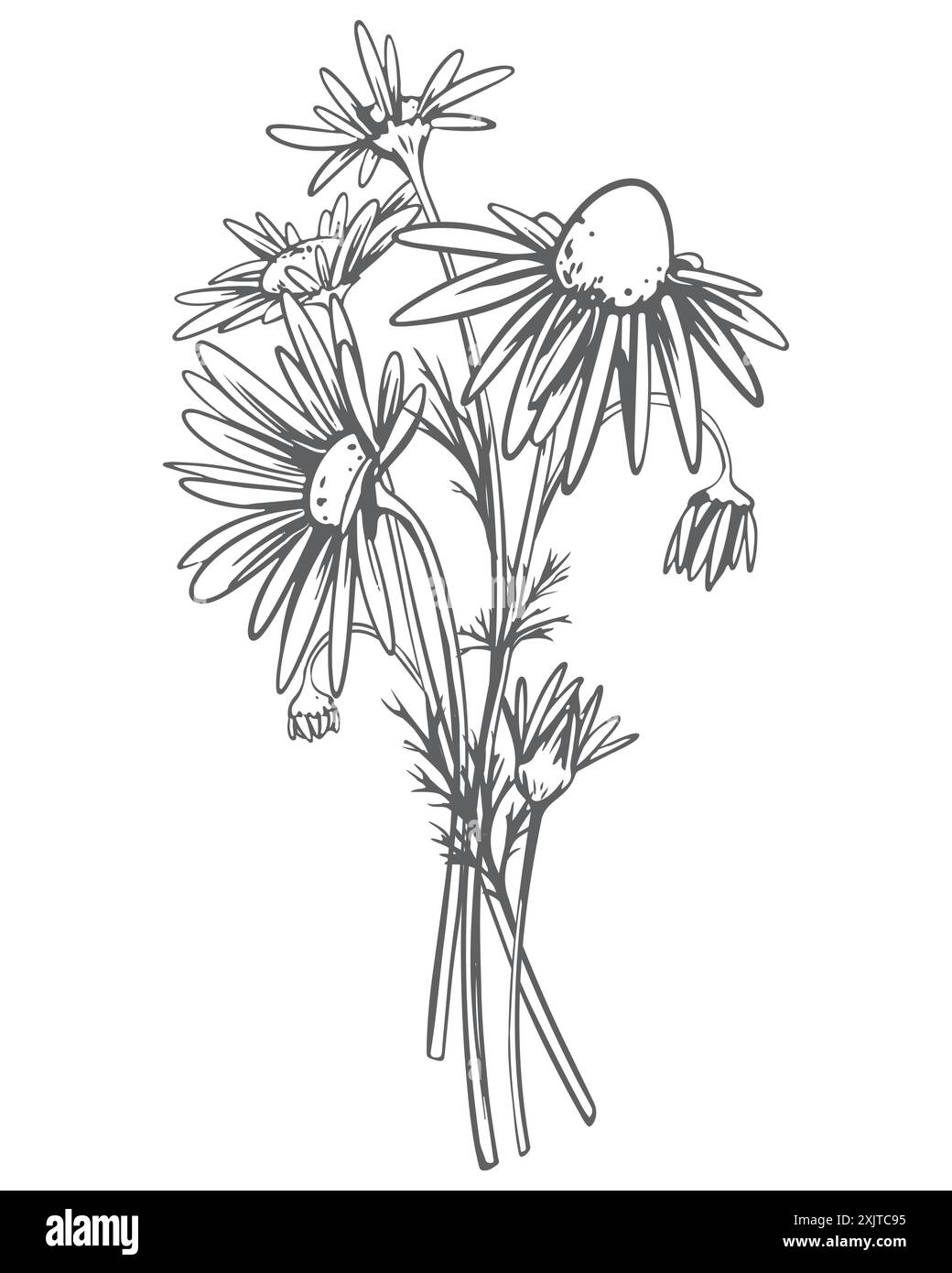 Camomilla disegnata a mano. Illustrazione vettoriale in stile incisione. Disegno lineare per la progettazione del tè alle erbe. Pianta medicinale nella tecnica dell'incisione Illustrazione Vettoriale