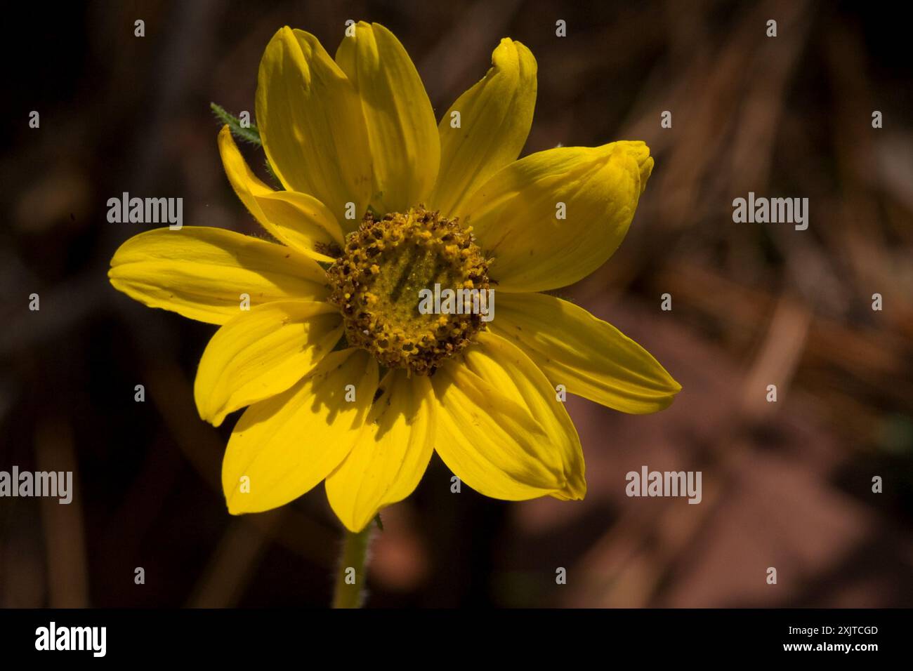 Annuire Nano Girasole (Helianthella quinquenervis) Plantae Foto Stock