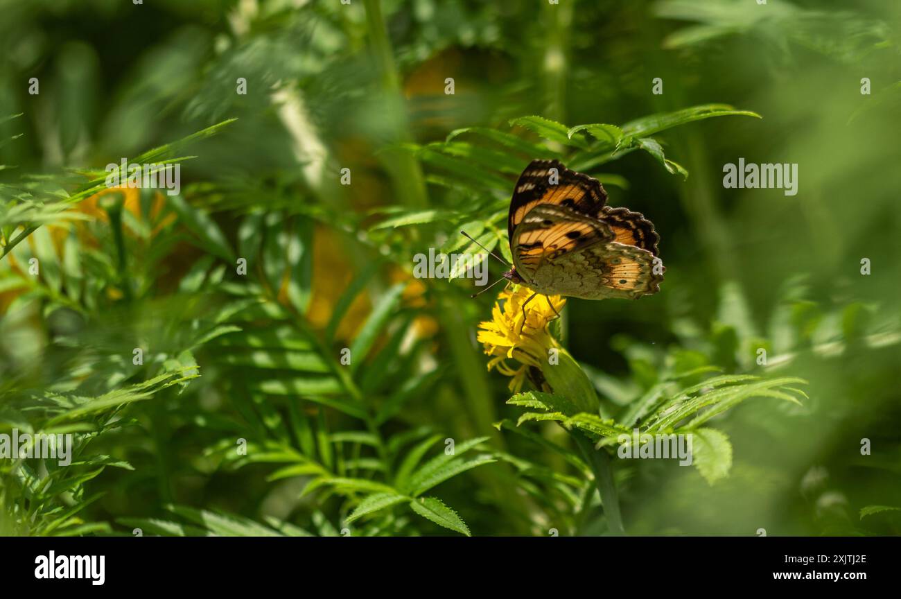 FARFALLE E CATERPILLAR Foto Stock