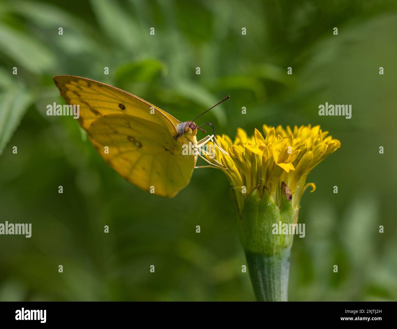 FARFALLE E CATERPILLAR Foto Stock