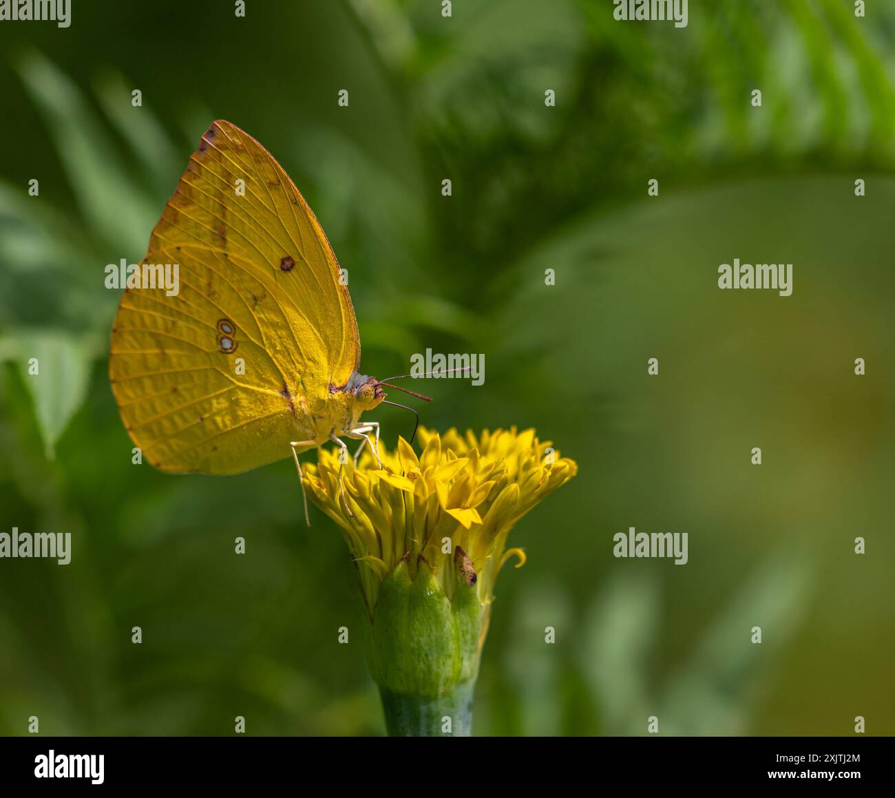 FARFALLE E CATERPILLAR Foto Stock