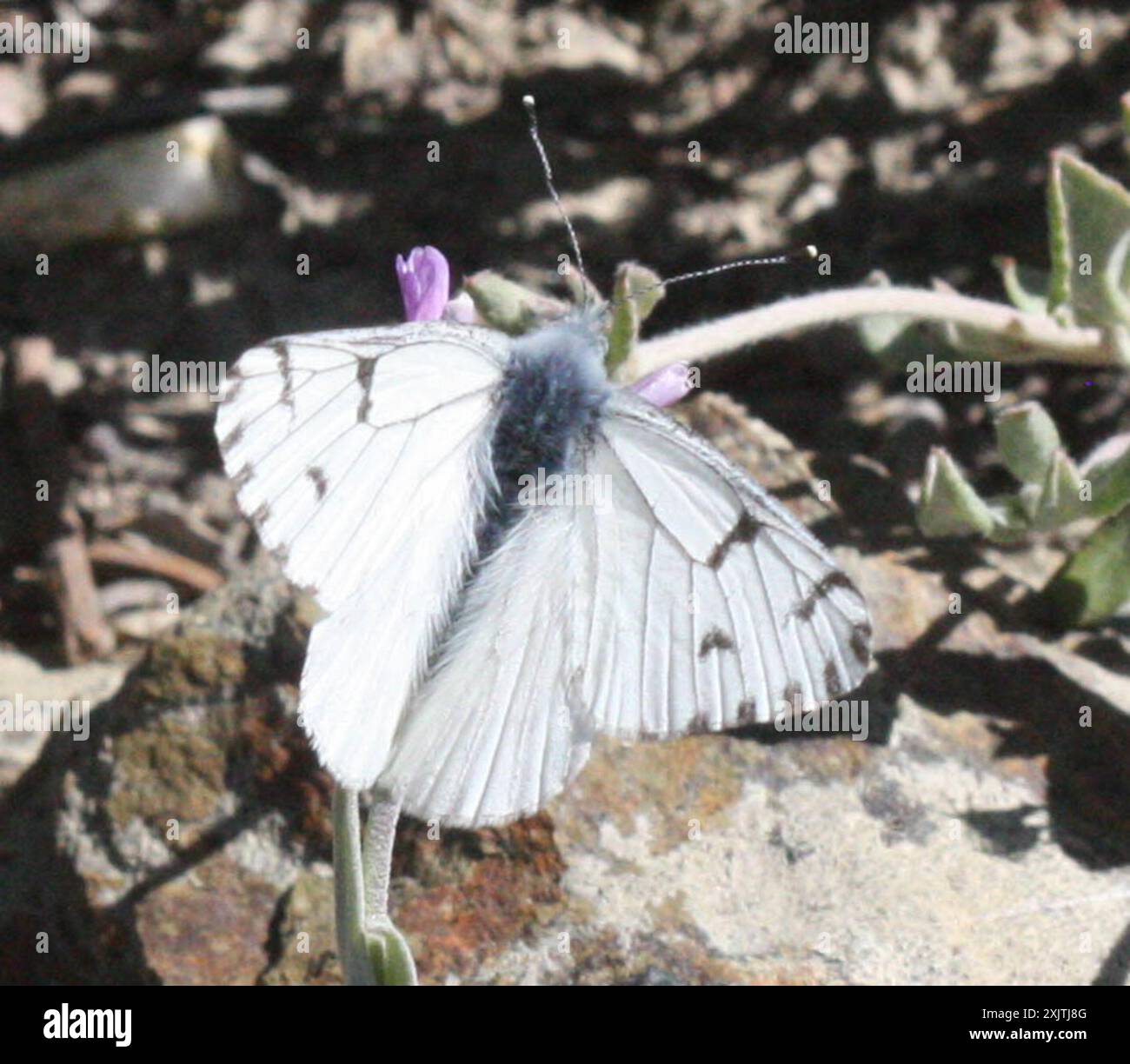 Spring White (Pontia sisymbrii) Insecta Foto Stock