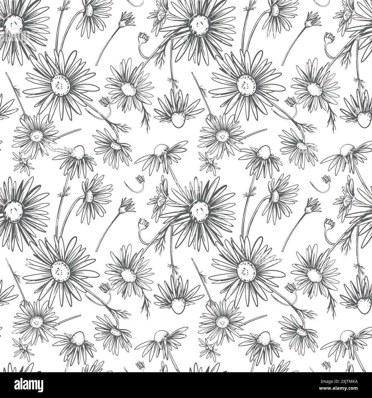 Margherite su sfondo bianco, motivo senza cuciture. Fiori selvatici in linea, vettore. Clipart di tessuto, carta da parati, imballaggio. Illustrazione Vettoriale