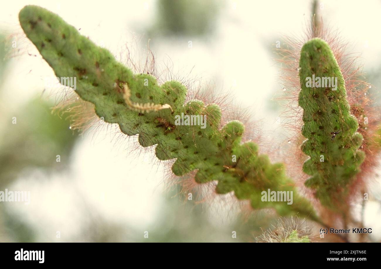 Famiglia Polypody (Polypodiaceae) Plantae Foto Stock