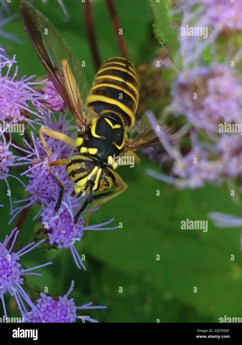 Eastern Hornet Fly (Spilomyia longicornis) Insecta Foto Stock