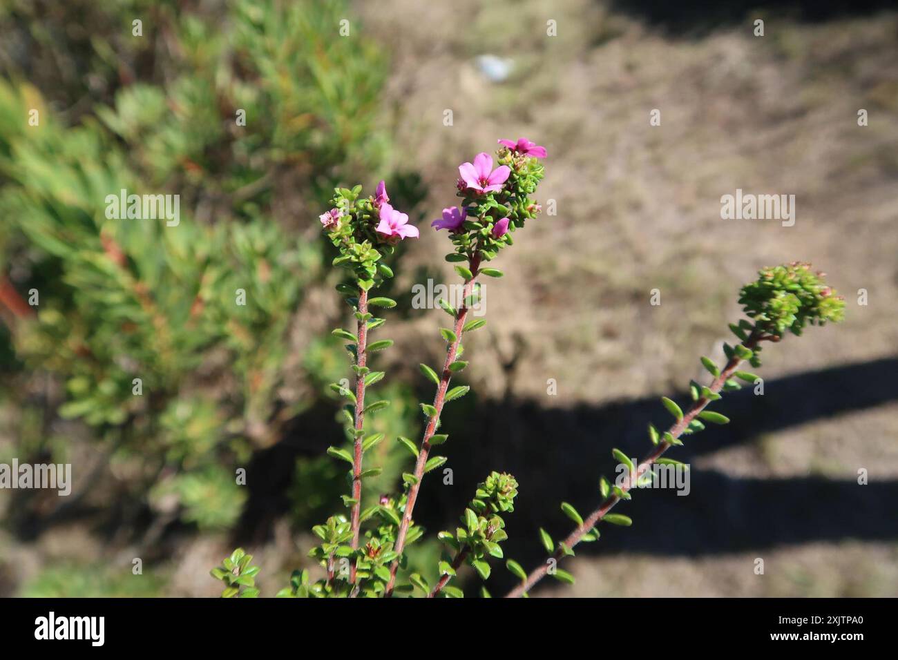 Porcelainflower (Acmadenia heterophylla) Plantae Foto Stock