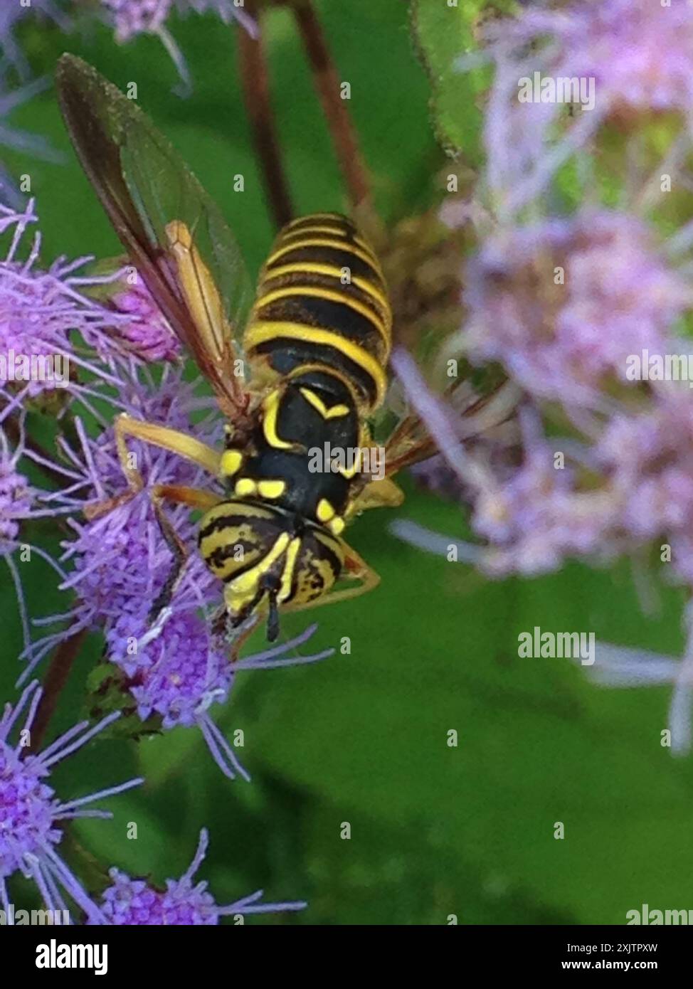 Eastern Hornet Fly (Spilomyia longicornis) Insecta Foto Stock