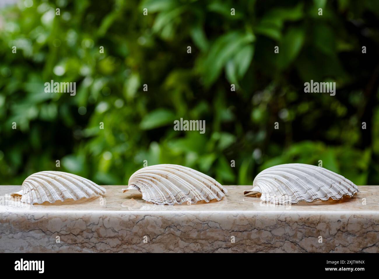 Collezione di tre conchiglie di capesante mediterranee su una sporgenza di marmo in pietra su sfondo verde Foto Stock