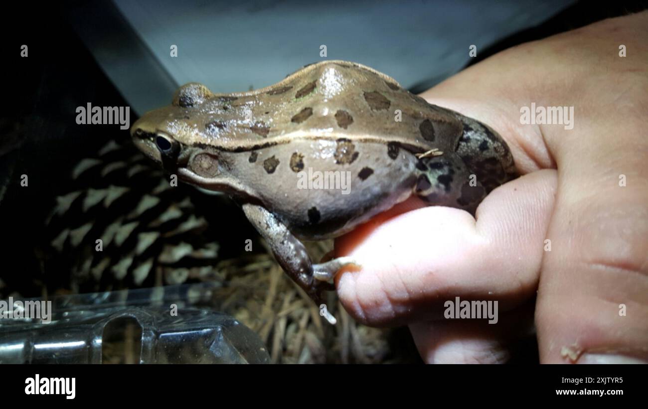 Rana leopardo delle pianure costiere (Lithobates sphenocephalus utricularius) Amphibia Foto Stock