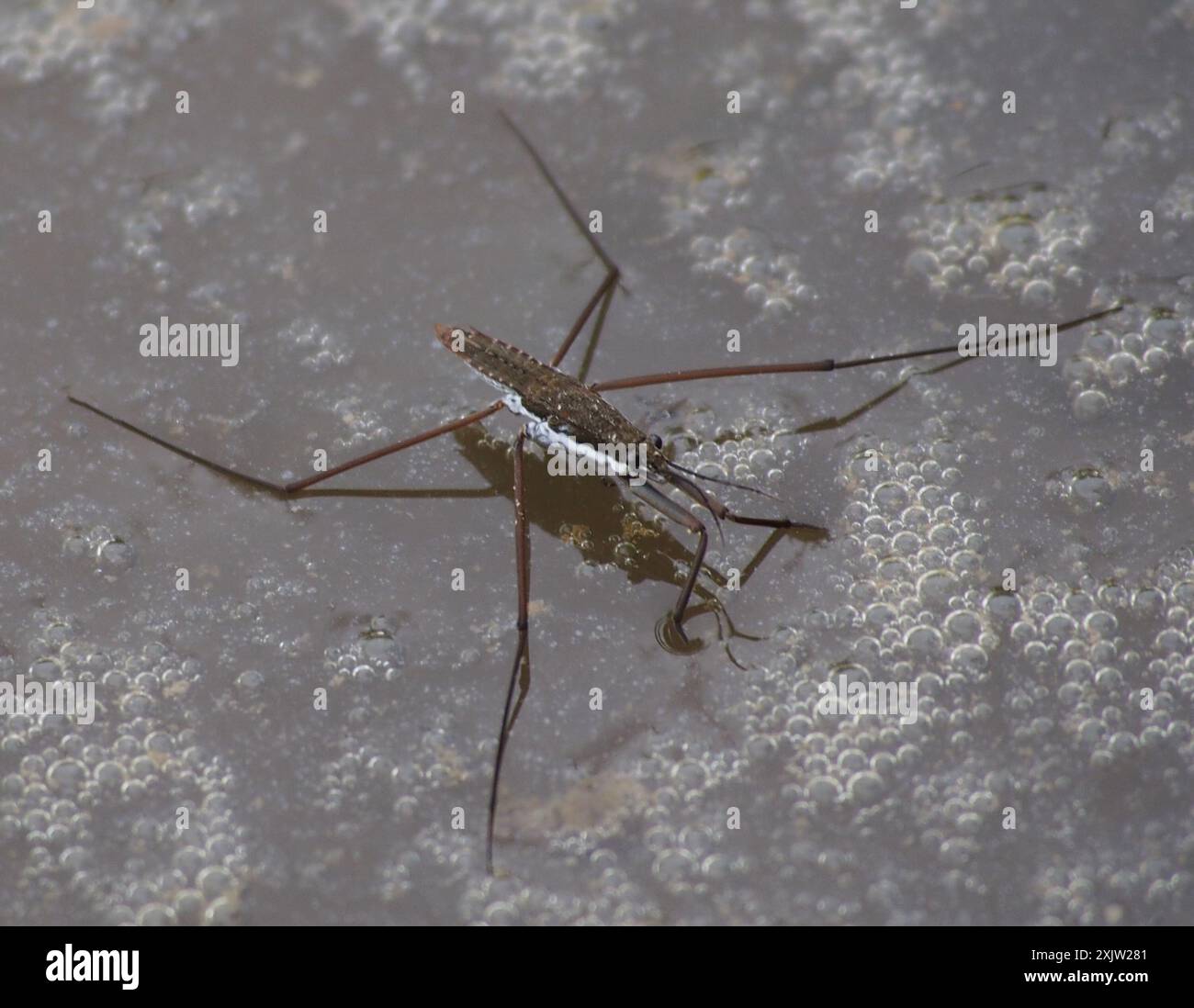 North American Common Water Strider (Aquarius remigis) Insecta Foto Stock