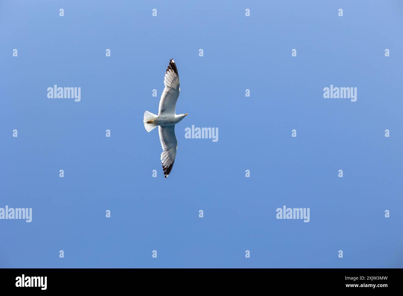 Gabbiano o gabbiano marino che volano nel cielo blu, concetto di volo. Forza. Superare lo sfondo delle avversità con spazio di copia Foto Stock