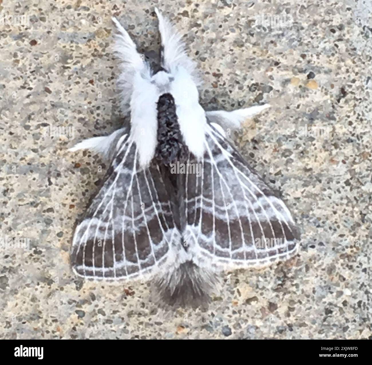 Large Tolype Moth (Tolype velleda) Insecta Foto Stock