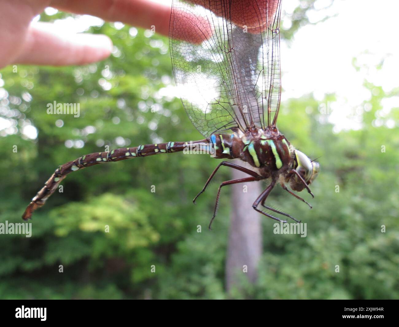 Shadow Darner (Aeshna umbrosa) Insecta Foto Stock