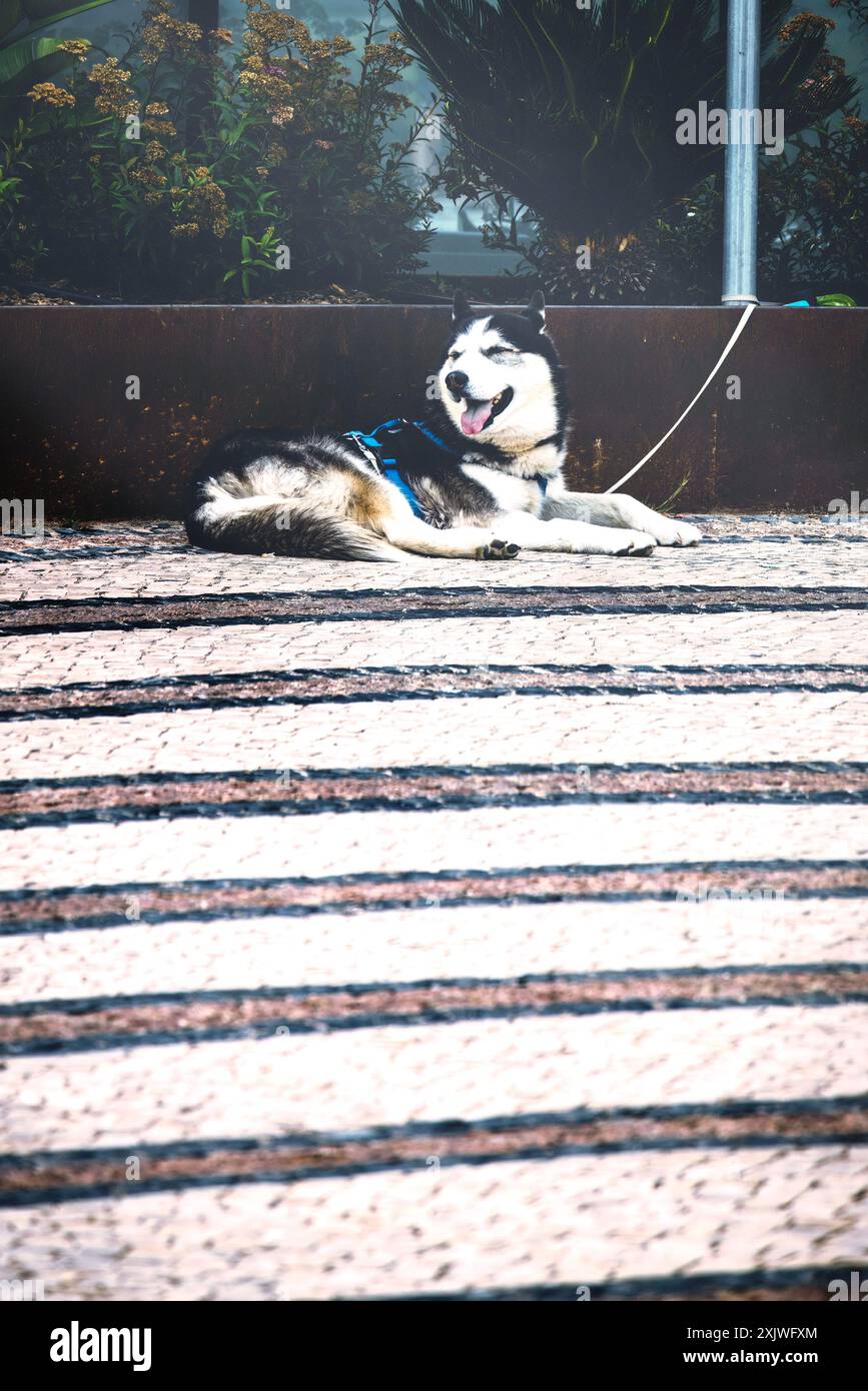 Un cane husky bianco e nero è adagiato su un marciapiede a righe, con un'imbracatura blu. Il cane ha la sua lingua che fuoriesce Foto Stock