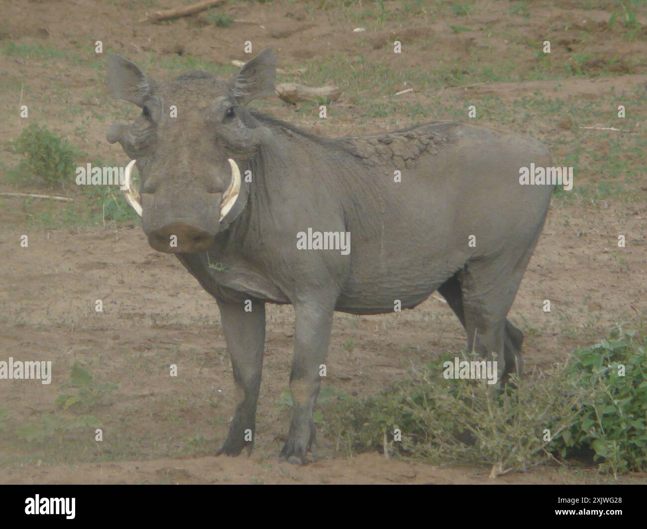 Warthog somalo (Phacochoerus aethiopicus delamerei) Mammalia Foto Stock