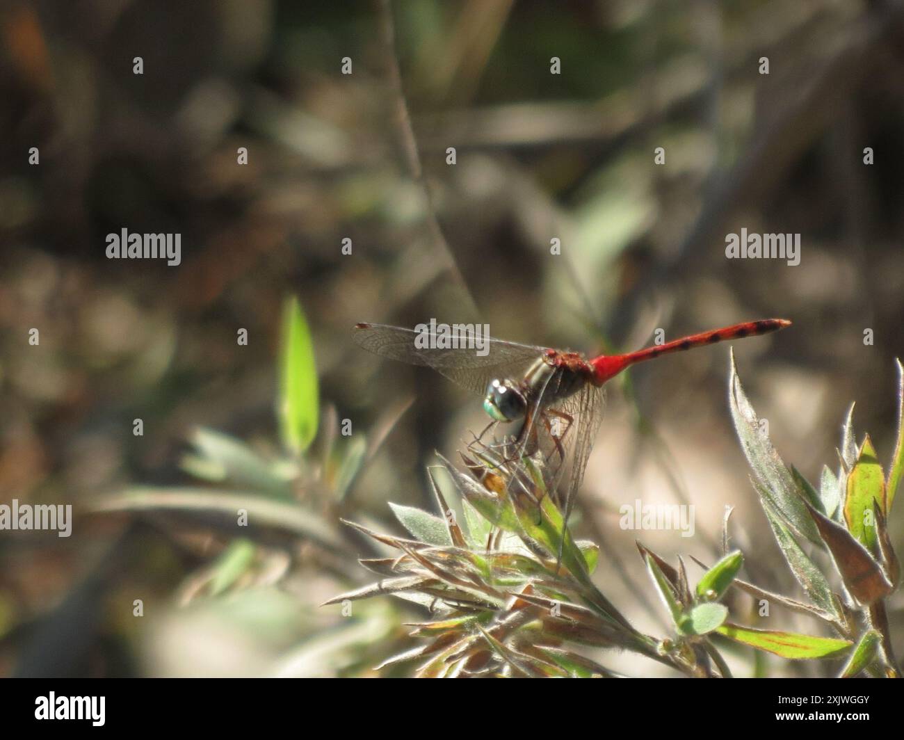 Meadowhawk (Sympetrum ambiguum) Insecta dalla faccia blu Foto Stock