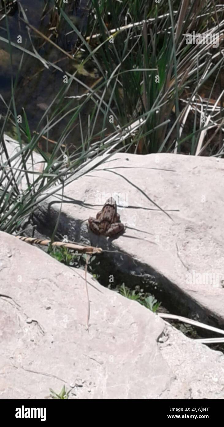 Rana leopardo delle pianure (Lithobates blairi) Amphibia Foto Stock