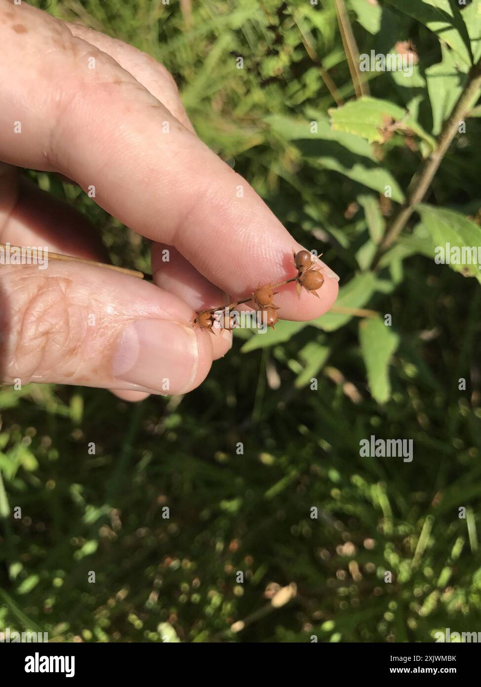 Leathery Rush (Juncus coriaceus) Plantae Foto Stock