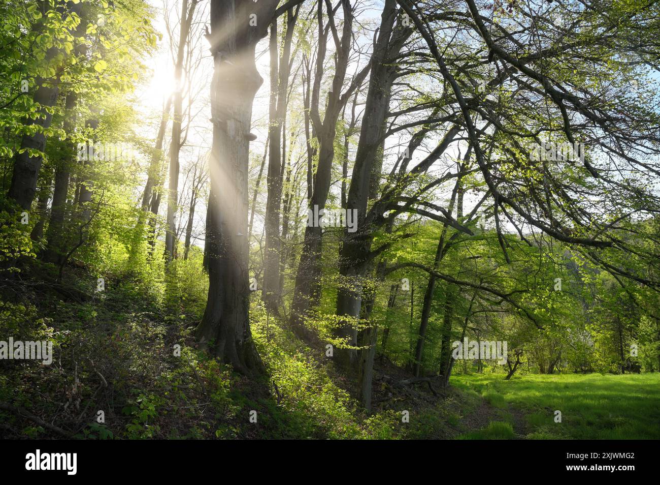 I raggi di una bella luce solare brillante brillano maestosamente attraverso una fila di alberi nella verde campagna idilliaca Foto Stock