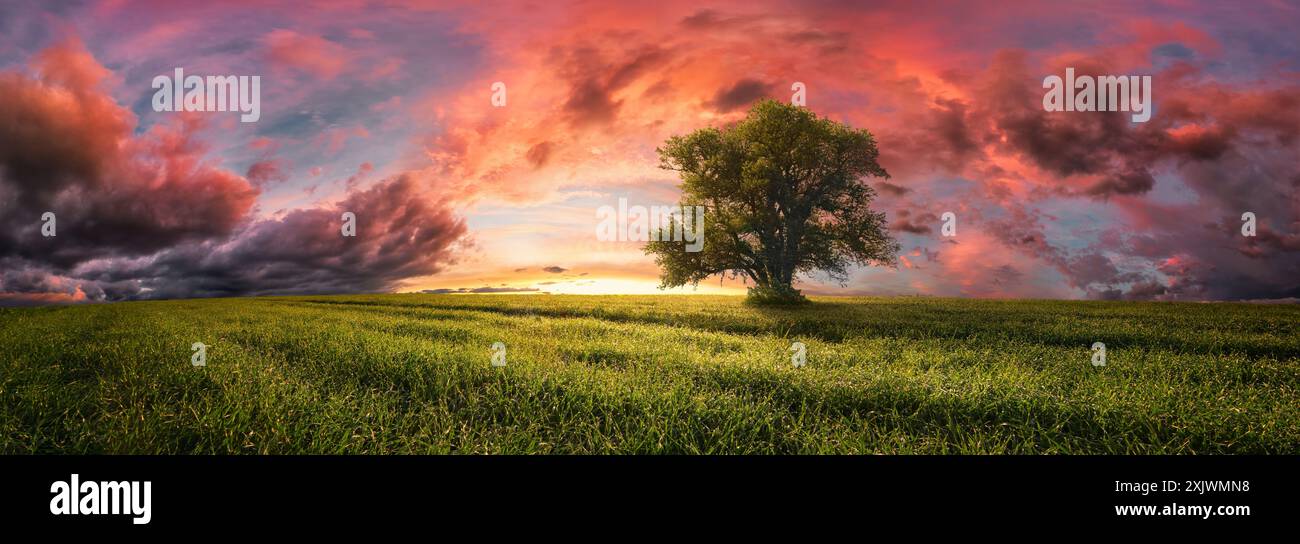 Maestoso albero solitario a un tramonto spettacolare. Un paesaggio panoramico con un prato e un cielo colorato e suggestivo, nuvole rosse e luce solare soffusa Foto Stock