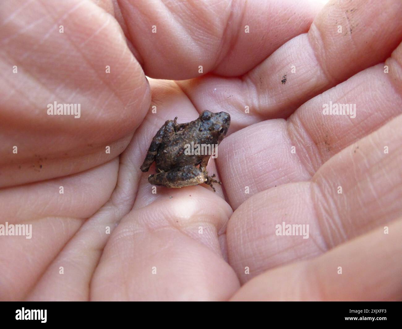 Blanchard's Cricket Frog (Acris blanchardi) Amphibia Foto Stock