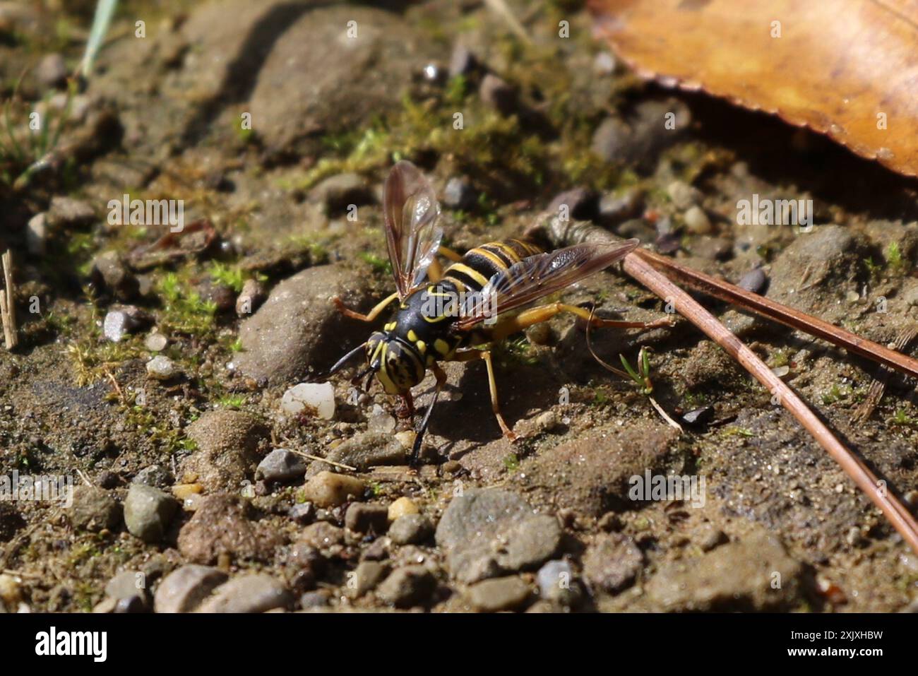 Eastern Hornet Fly (Spilomyia longicornis) Insecta Foto Stock