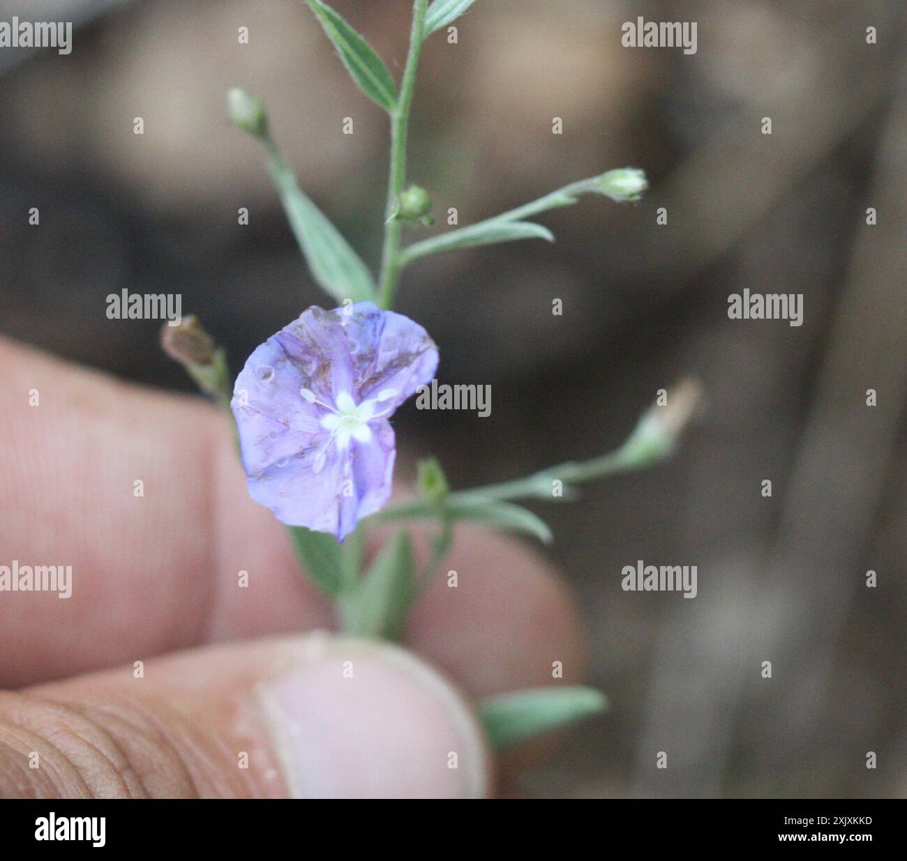 Arizona Blue-Eyes (Evolvulus arizonicus) Plantae Foto Stock