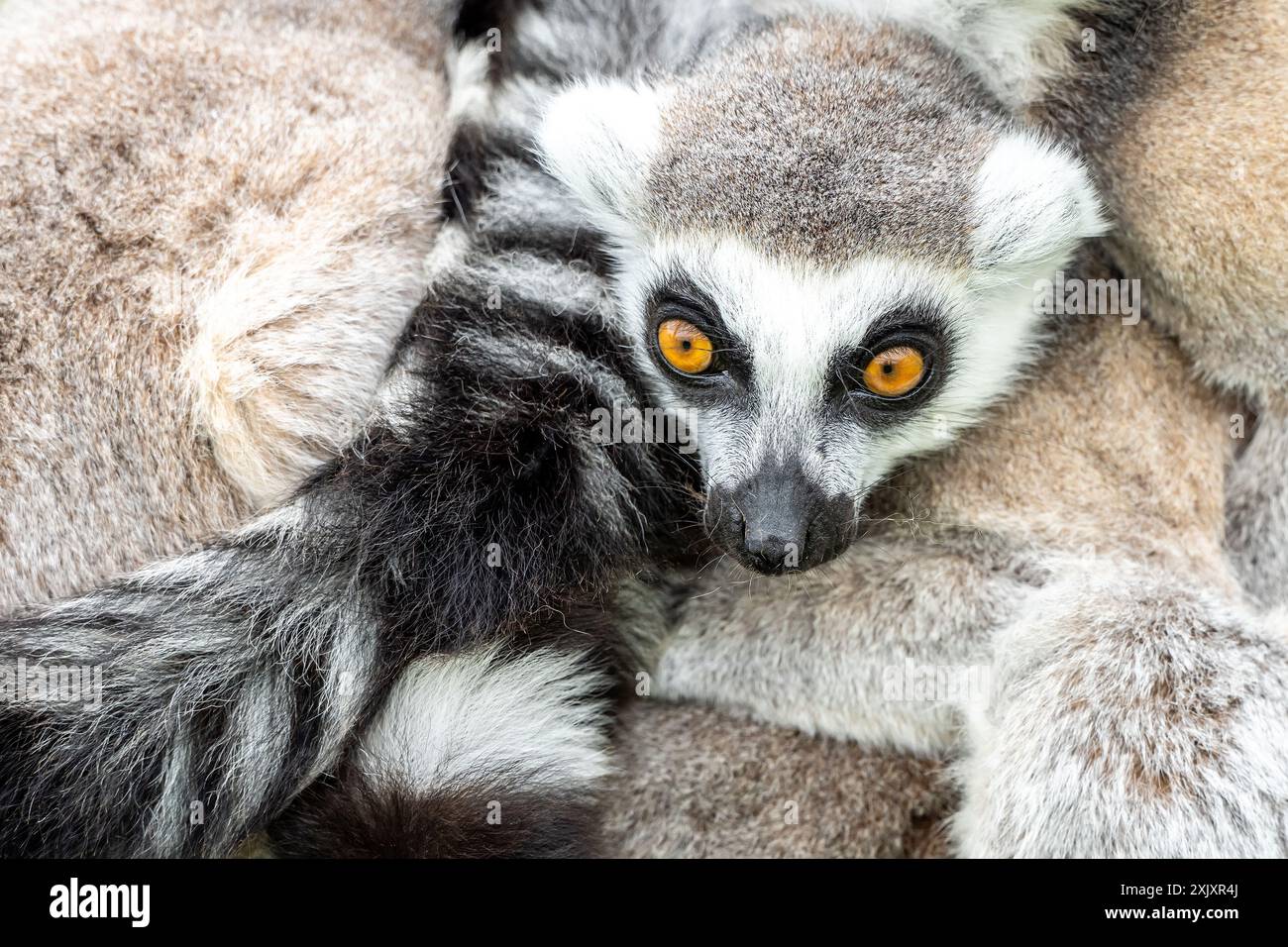 I lemuri dalla coda ad anelli si sono coccolati insieme in uno zoo Foto Stock