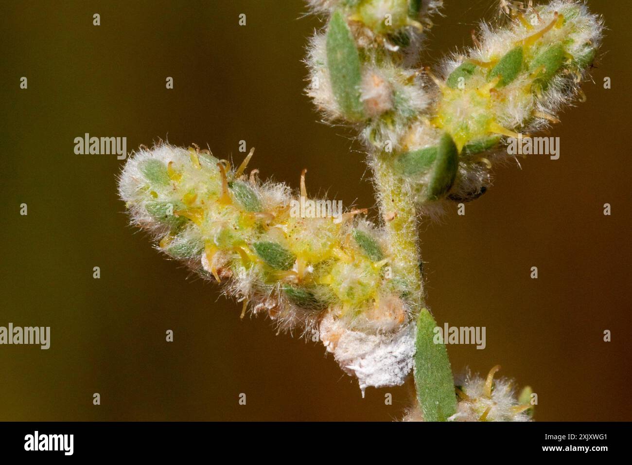 Fivehorn smotherweed (Bassia hyssopifolia) Plantae Foto Stock