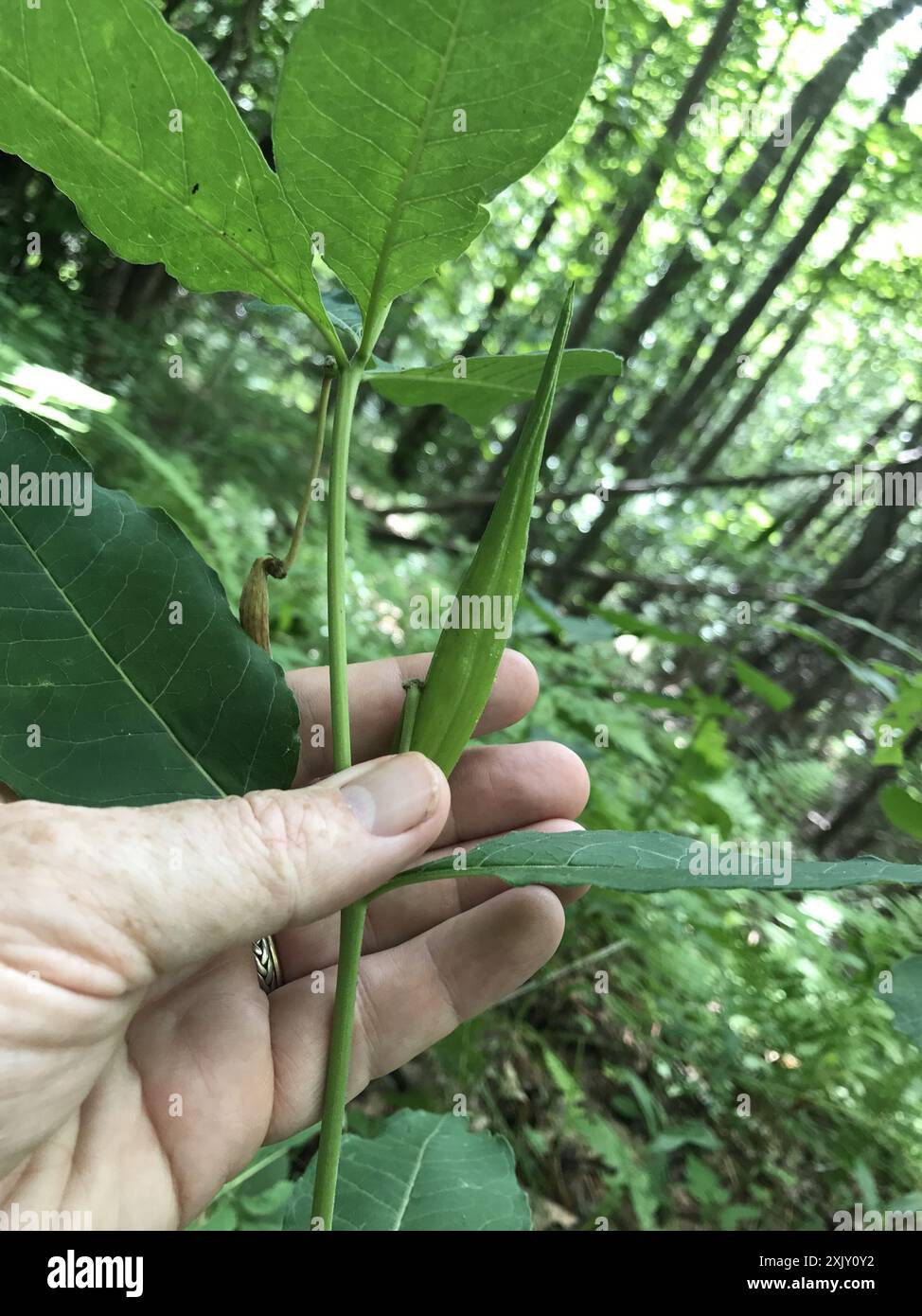 Alghe di latte (Asclepias exaltata) Plantae Foto Stock