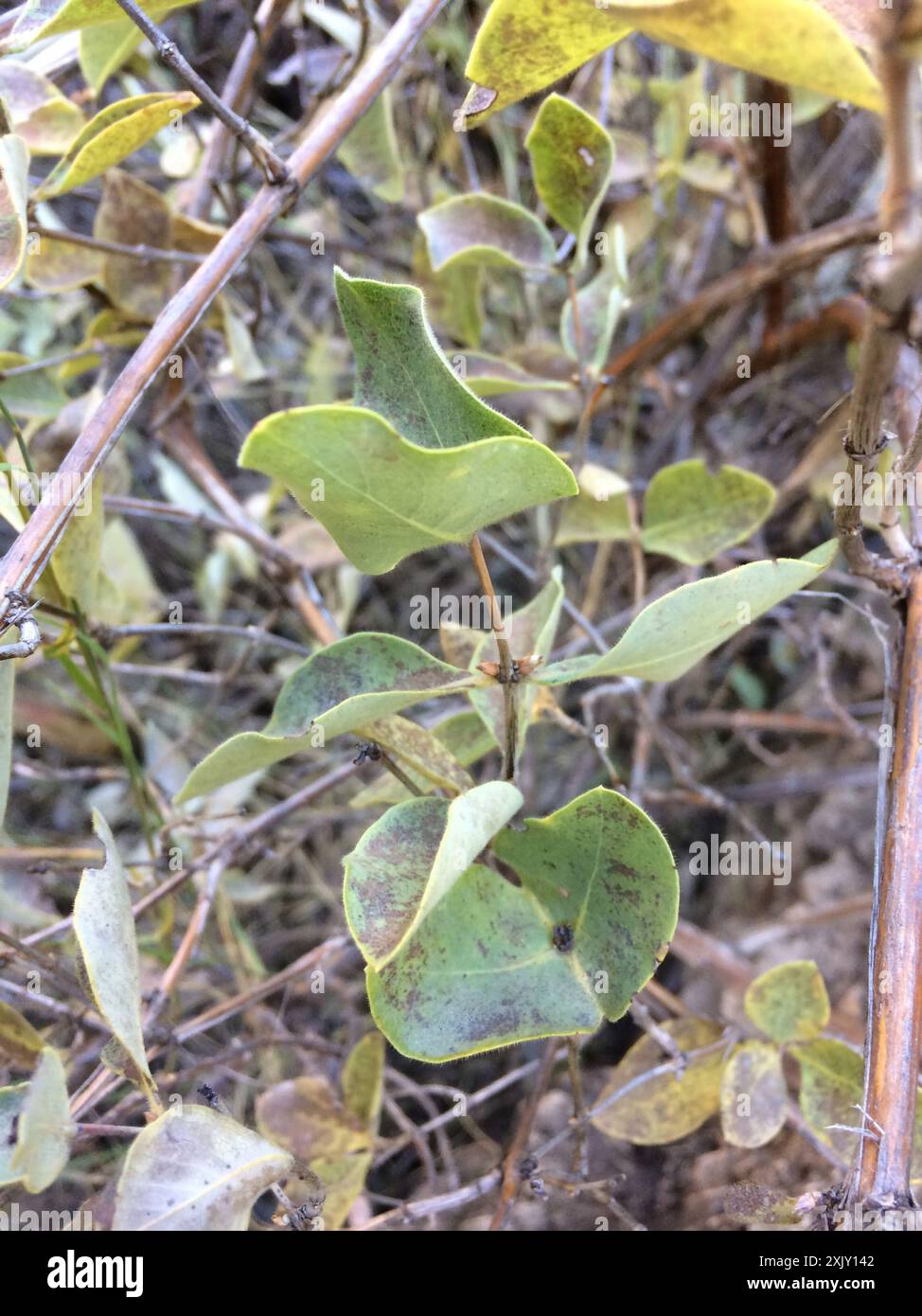 Caprifoglio bianco occidentale (Lonicera albiflora) Plantae Foto Stock