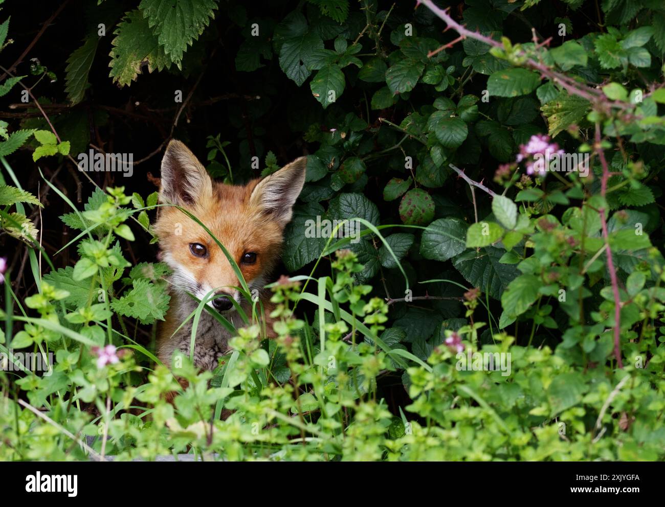 Young Fox Cub, Vulpes vulpes Among Flowers on A Field, New Forest, Regno Unito Foto Stock