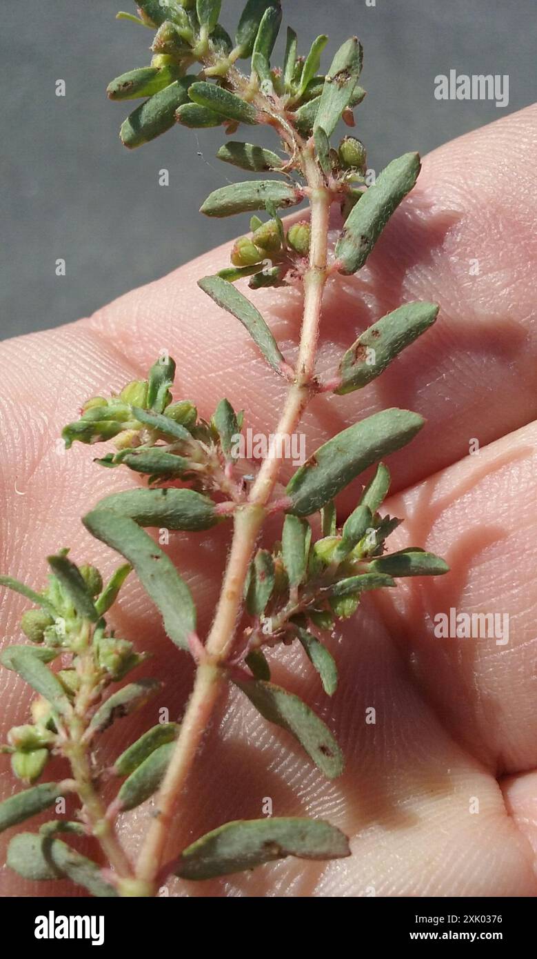 Spurge maculata (Euphorbia maculata) Plantae Foto Stock