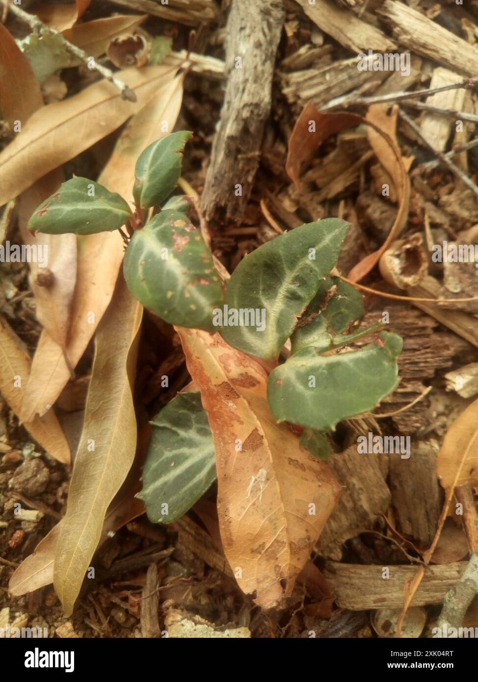 Plantae wintergreen a righe (Chimaphila maculata) Foto Stock