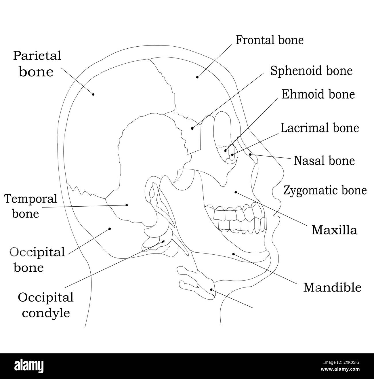 Diagramma etichettato delle ossa craniche umane - illustrazione della vista laterale anatomica Illustrazione Vettoriale