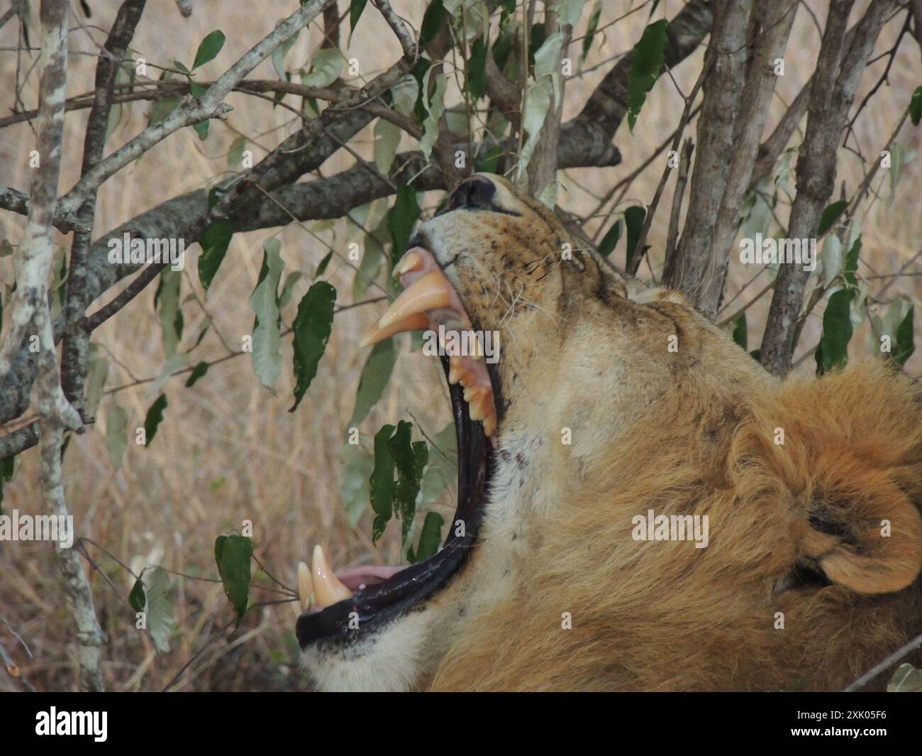 Leoni keniani Kenya Africa orientale Foto Stock