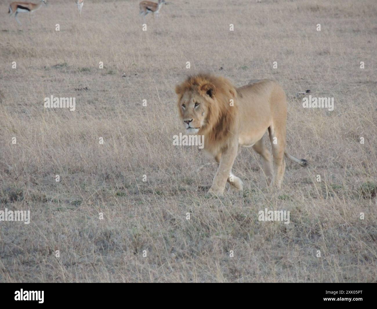 Leoni keniani Kenya Africa orientale Foto Stock