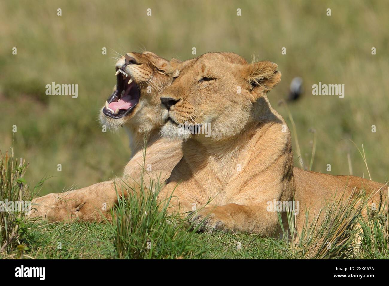 Leoni keniani Kenya Africa orientale Foto Stock