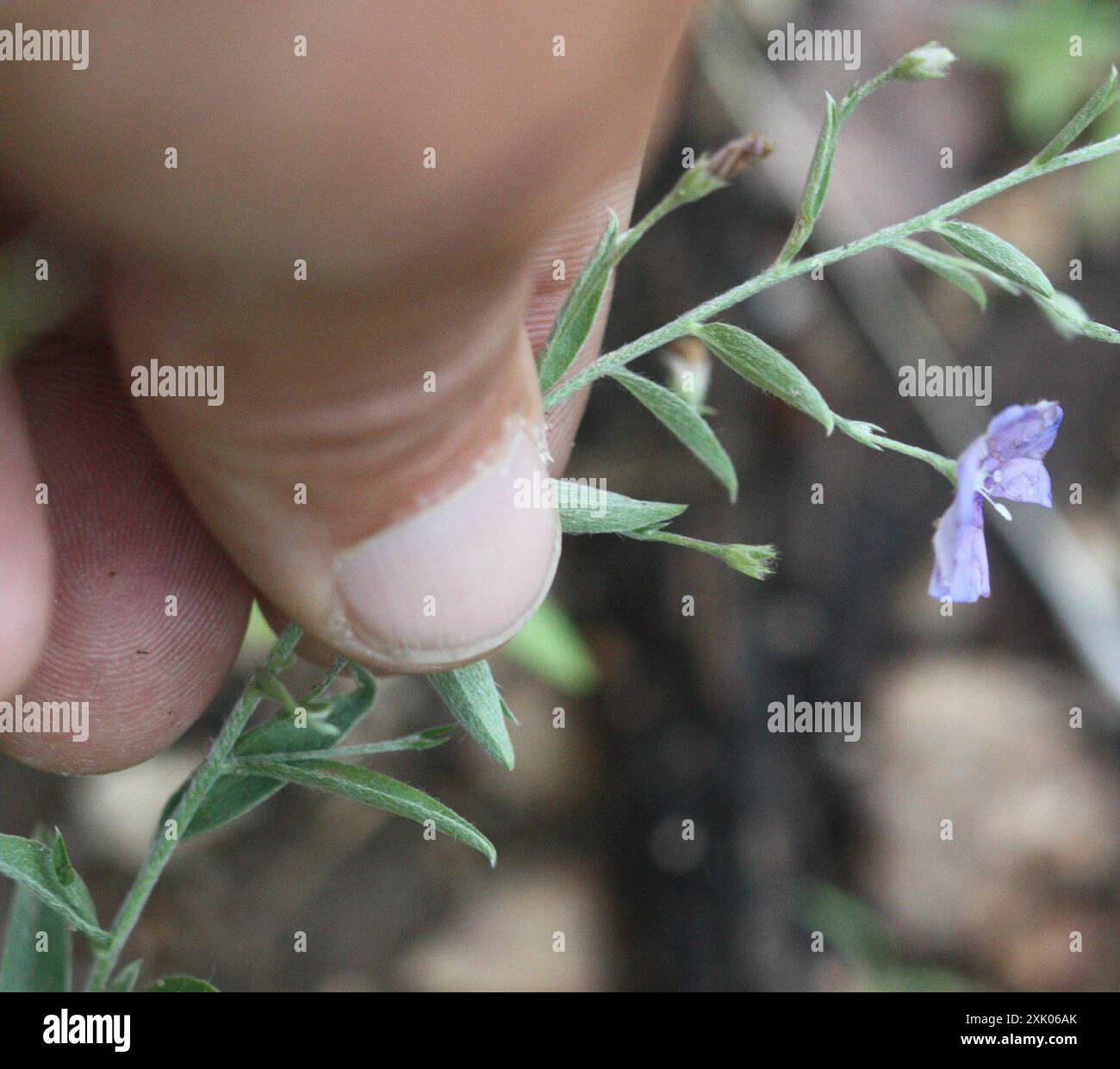 Arizona Blue-Eyes (Evolvulus arizonicus) Plantae Foto Stock
