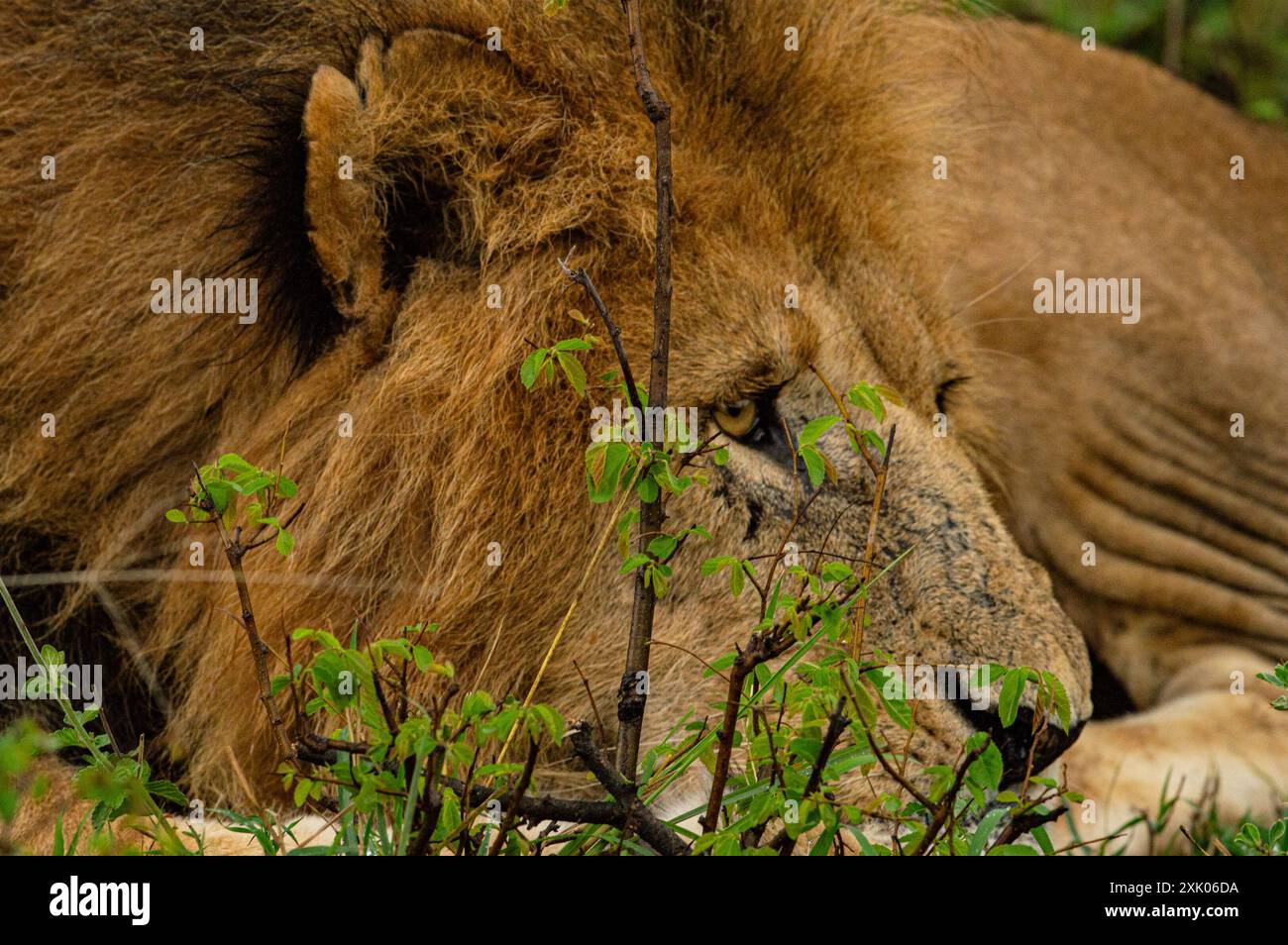 Leoni keniani Kenya Africa orientale Foto Stock