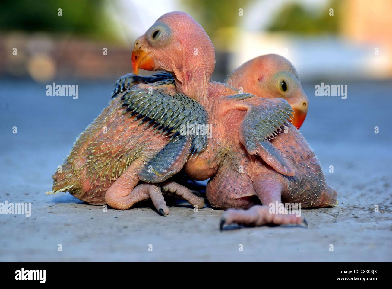 2 uccello pappagallo con collo ad anello neonato su sfondo sfocato, messa a fuoco selettiva Foto Stock