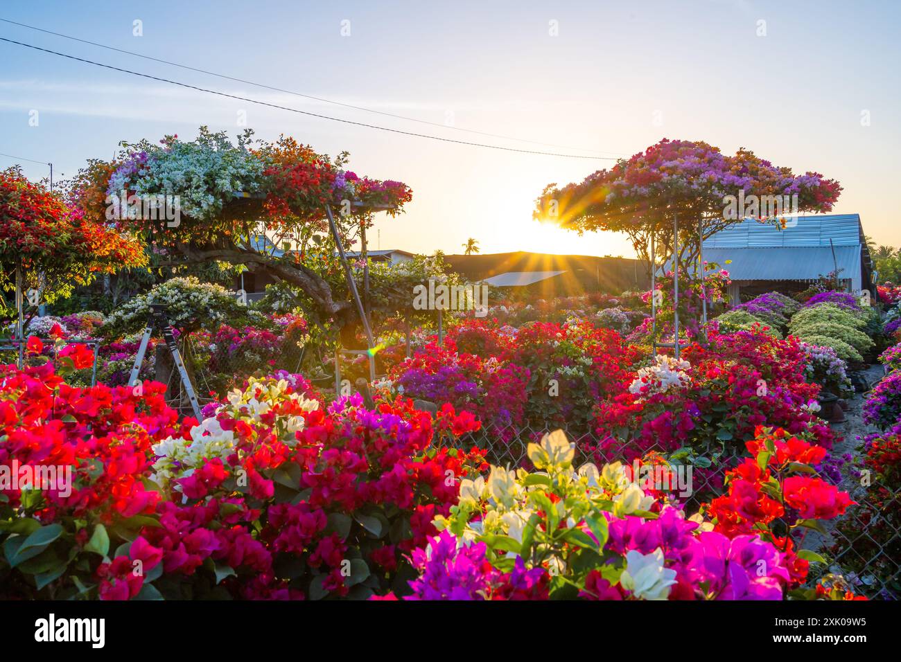 Il villaggio di tamburi di bouganville fiorisce in tutto il giardino di fiori di Cho Lach, Ben tre, Vietnam. E' famoso nel Delta del Mekong, preparando fiori da trasporto Foto Stock