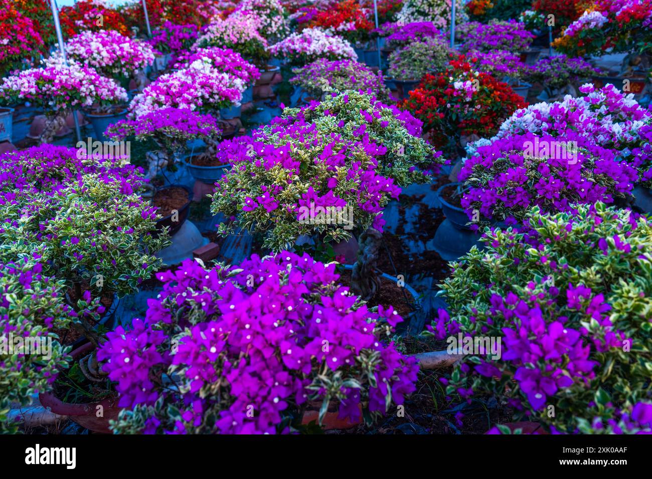 Il villaggio di tamburi di bouganville fiorisce in tutto il giardino di fiori di Cho Lach, Ben tre, Vietnam. E' famoso nel Delta del Mekong, preparando fiori da trasporto Foto Stock