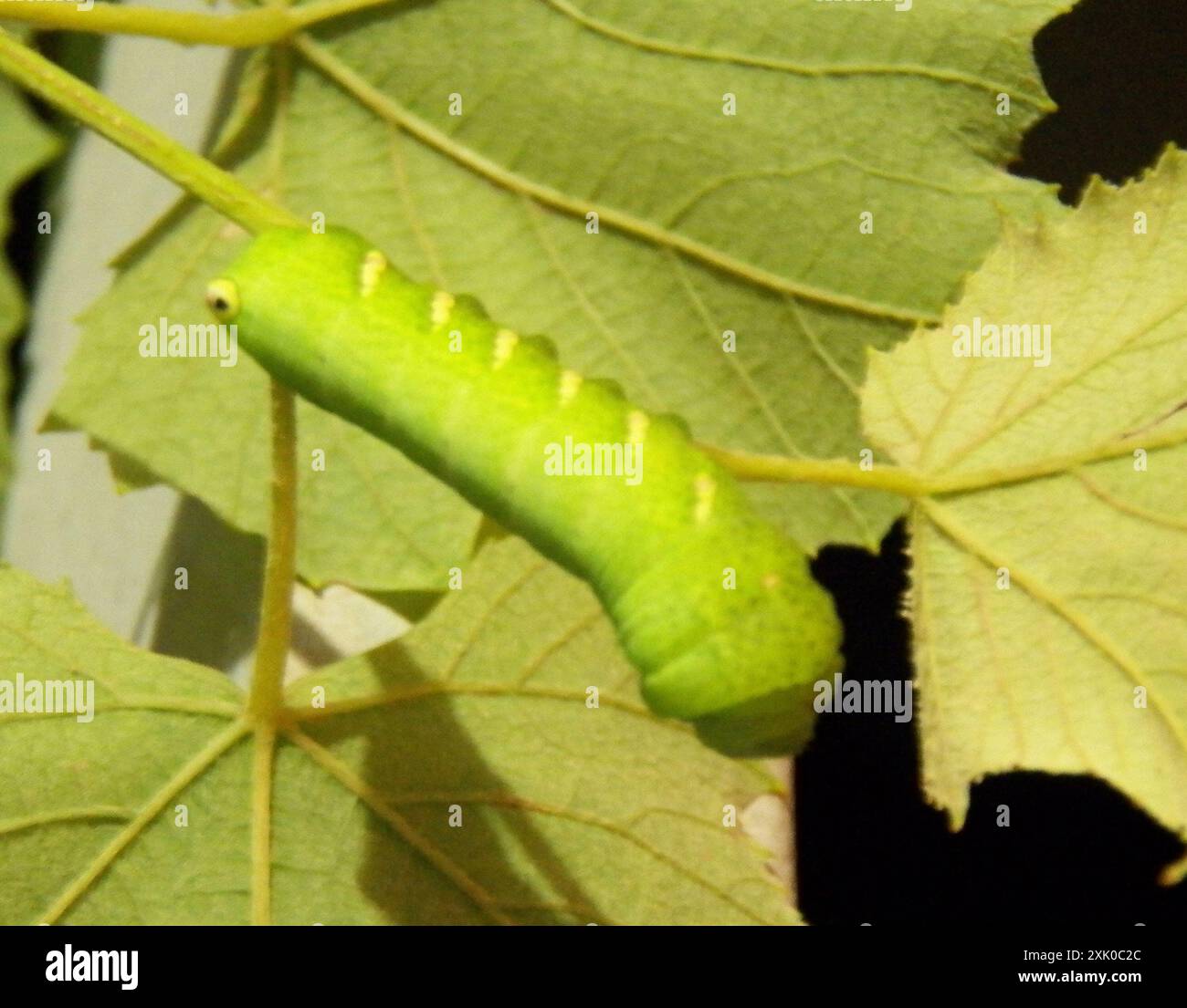 Achemon Sfinge (Eumorpha achemon) Insecta Foto Stock