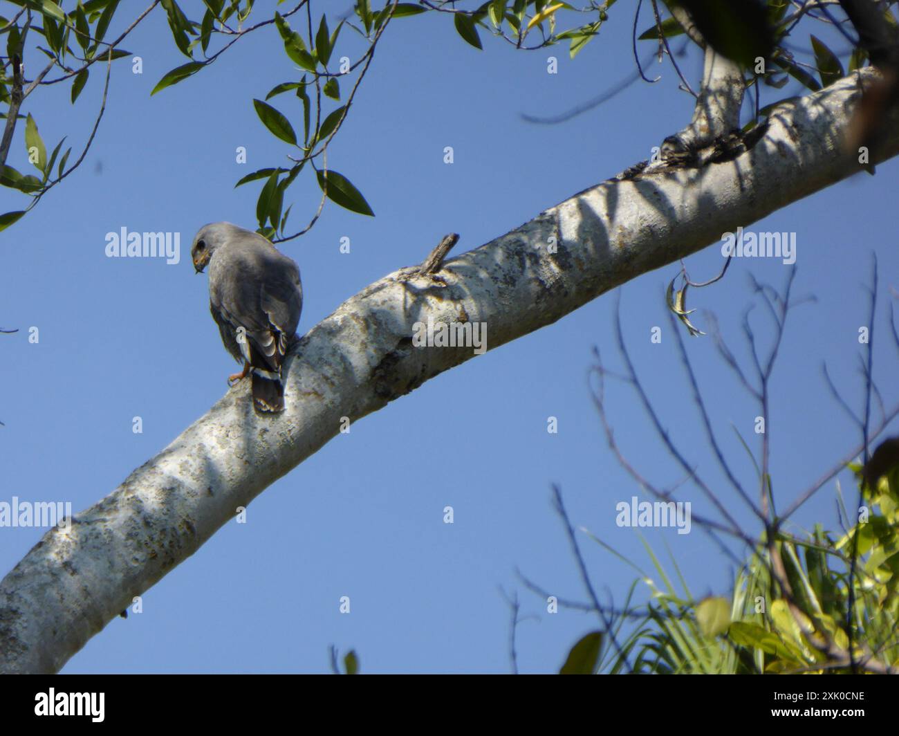 Gray Hawk (Buteo plagiatus) Aves Foto Stock